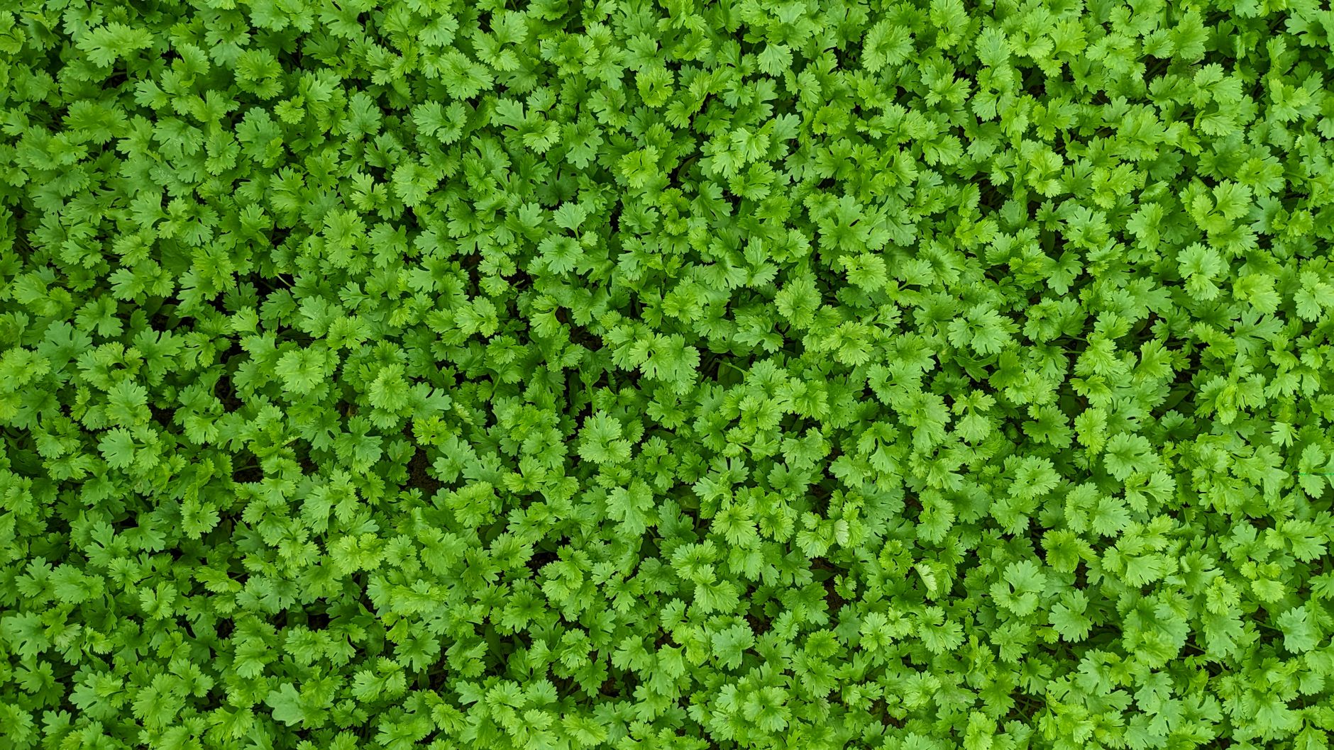 A stunning aerial shot of a lush green cilantro field in full growth.