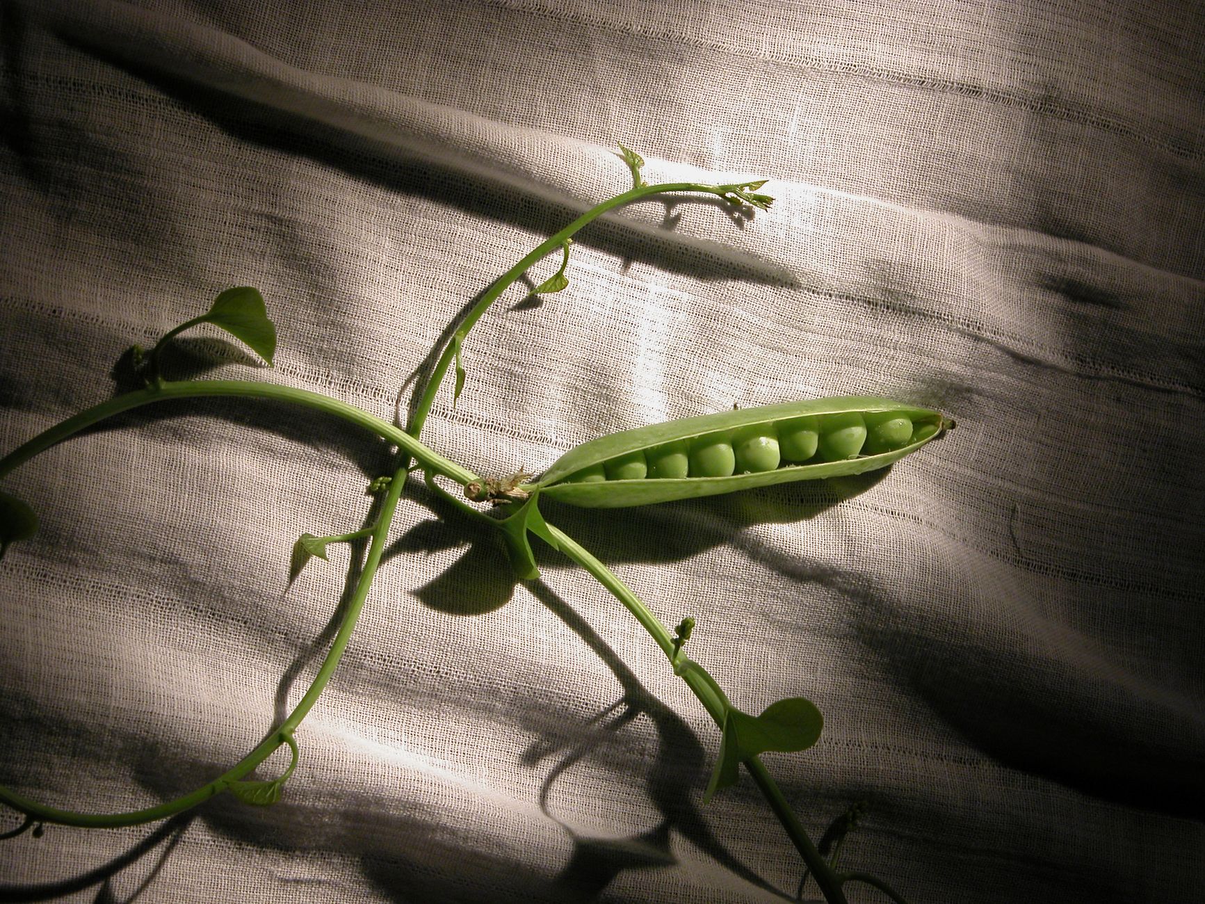 Fresh green peas in pod placed on a white textured fabric background, highlighting natural beauty and growth.
