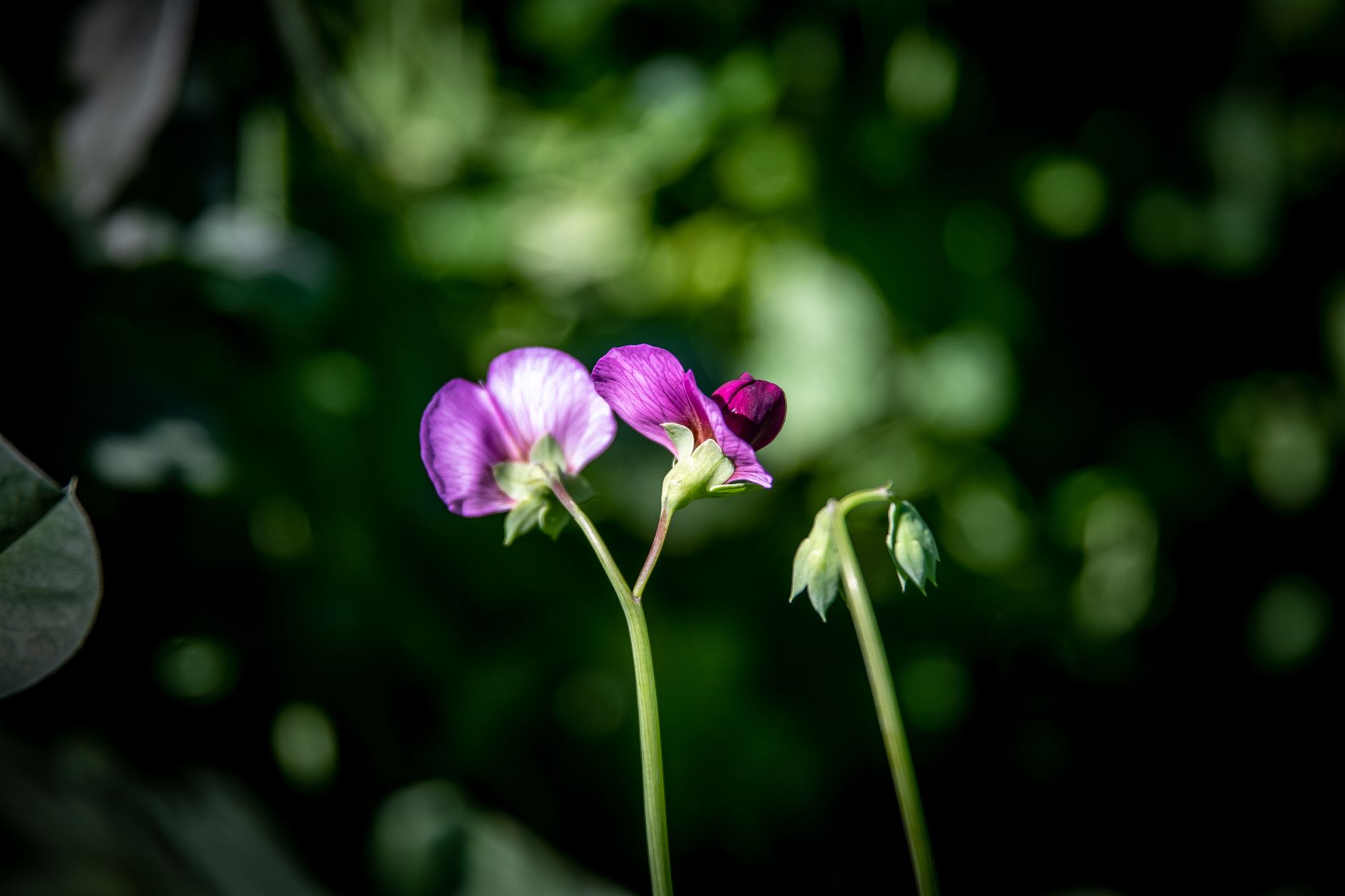 Vibrant purple sweet pea flowers blooming with a lush green background.