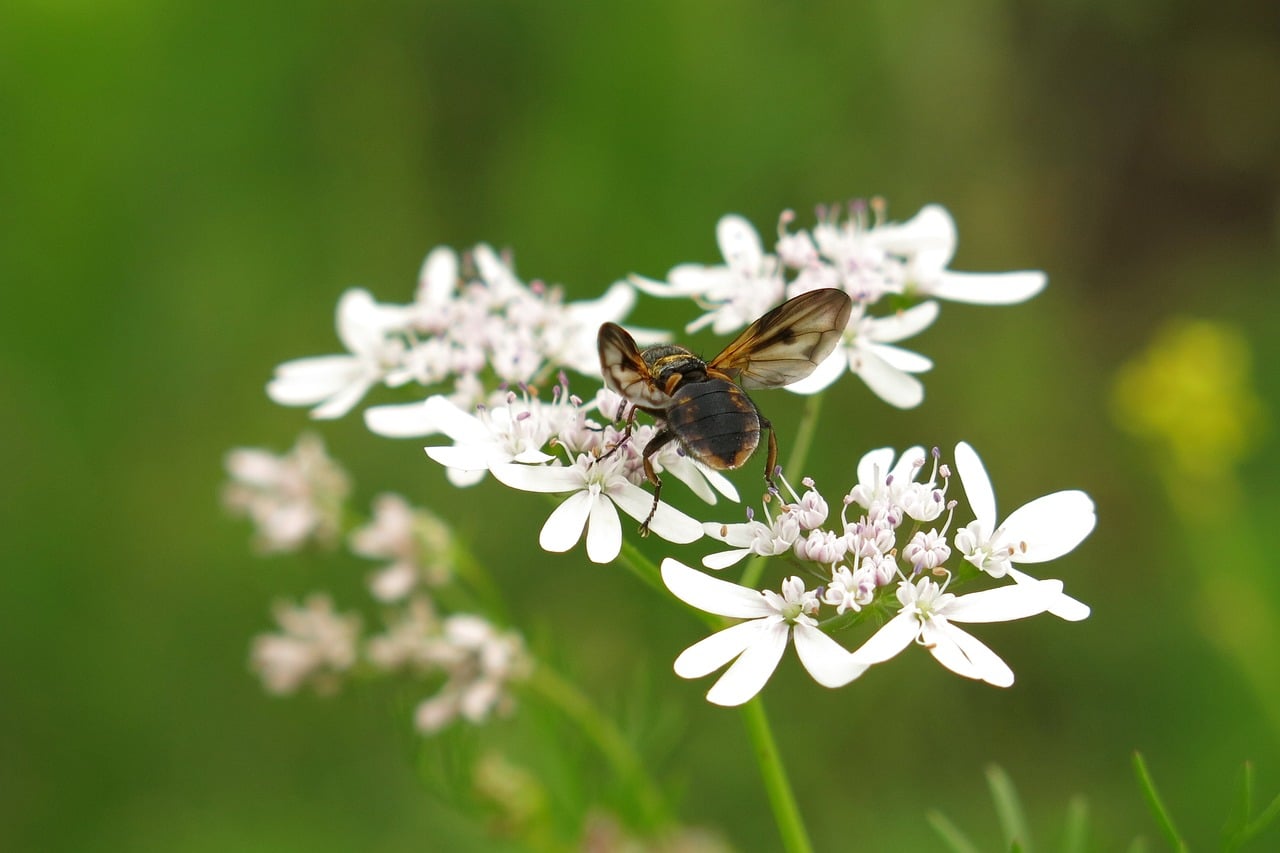 Photo for Coriander plant