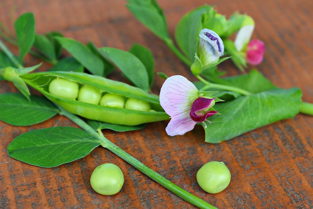 Photo for Pea plant