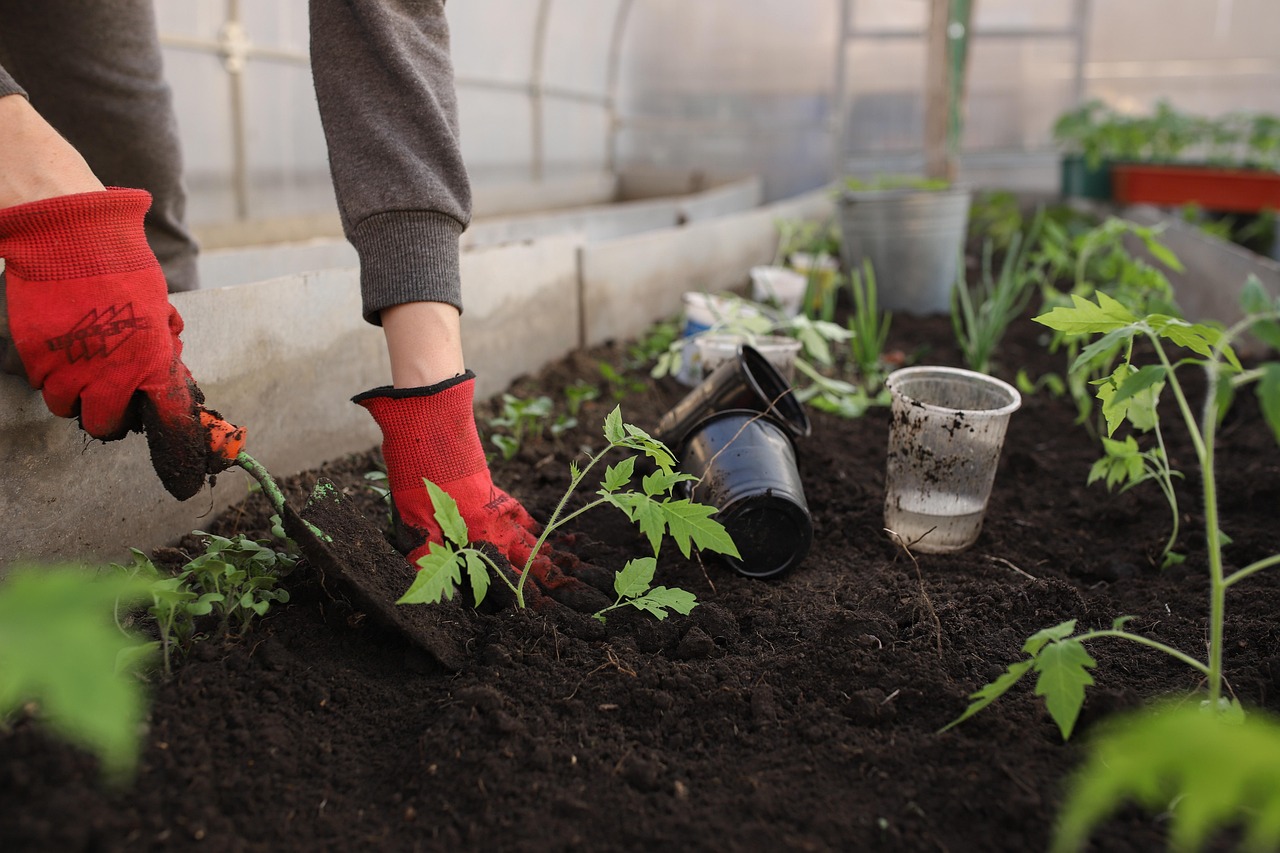 A gardener planting tomato seedlings in rich greenhouse soil.
